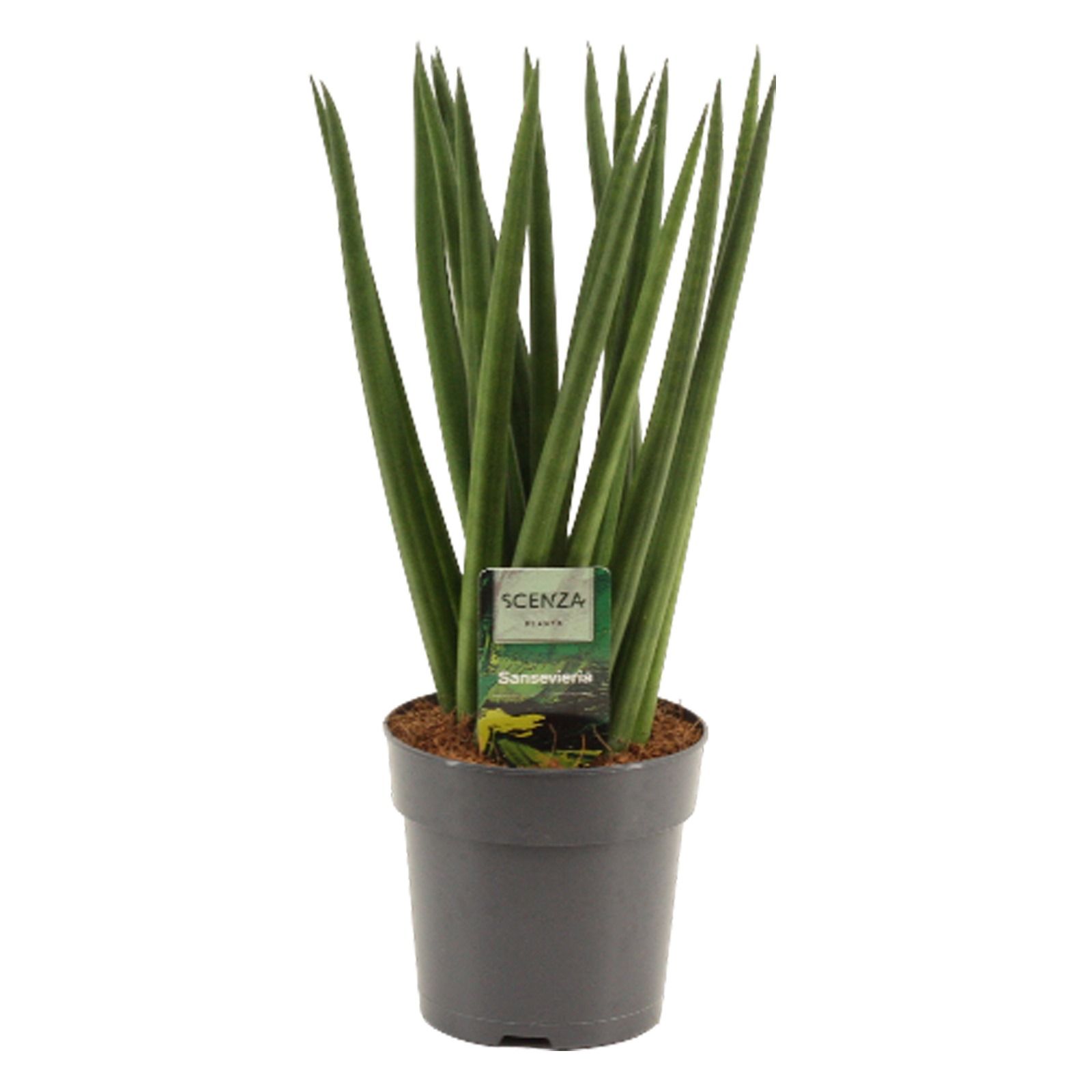 Sansevieria Cylindrica 12 cm Fan, D 12