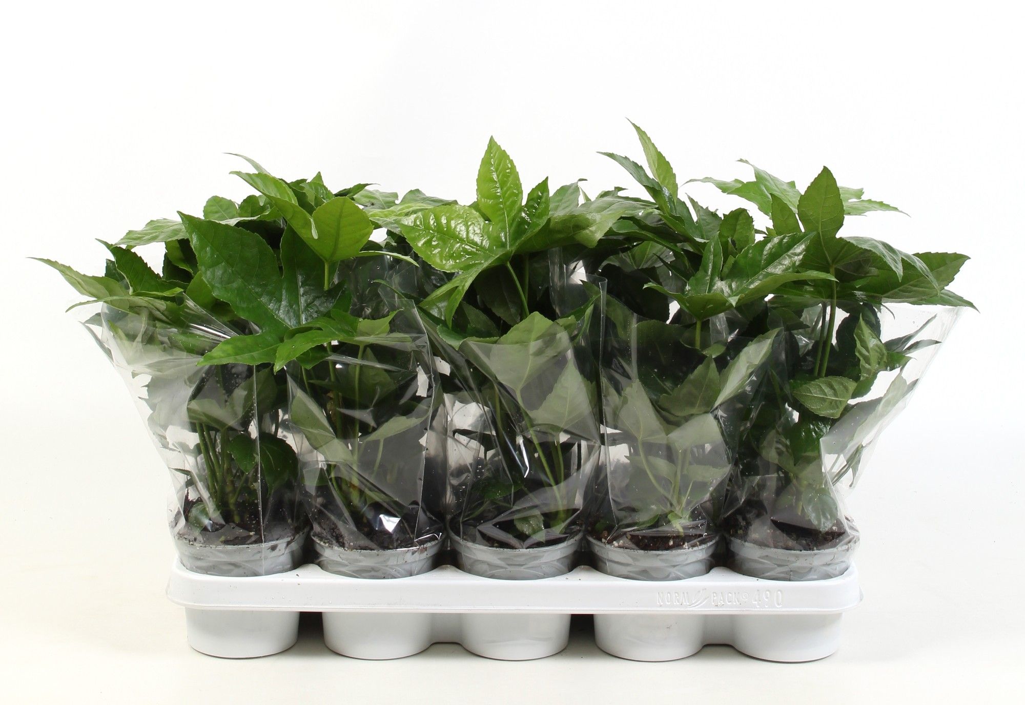 Fatsia japonica, D 12