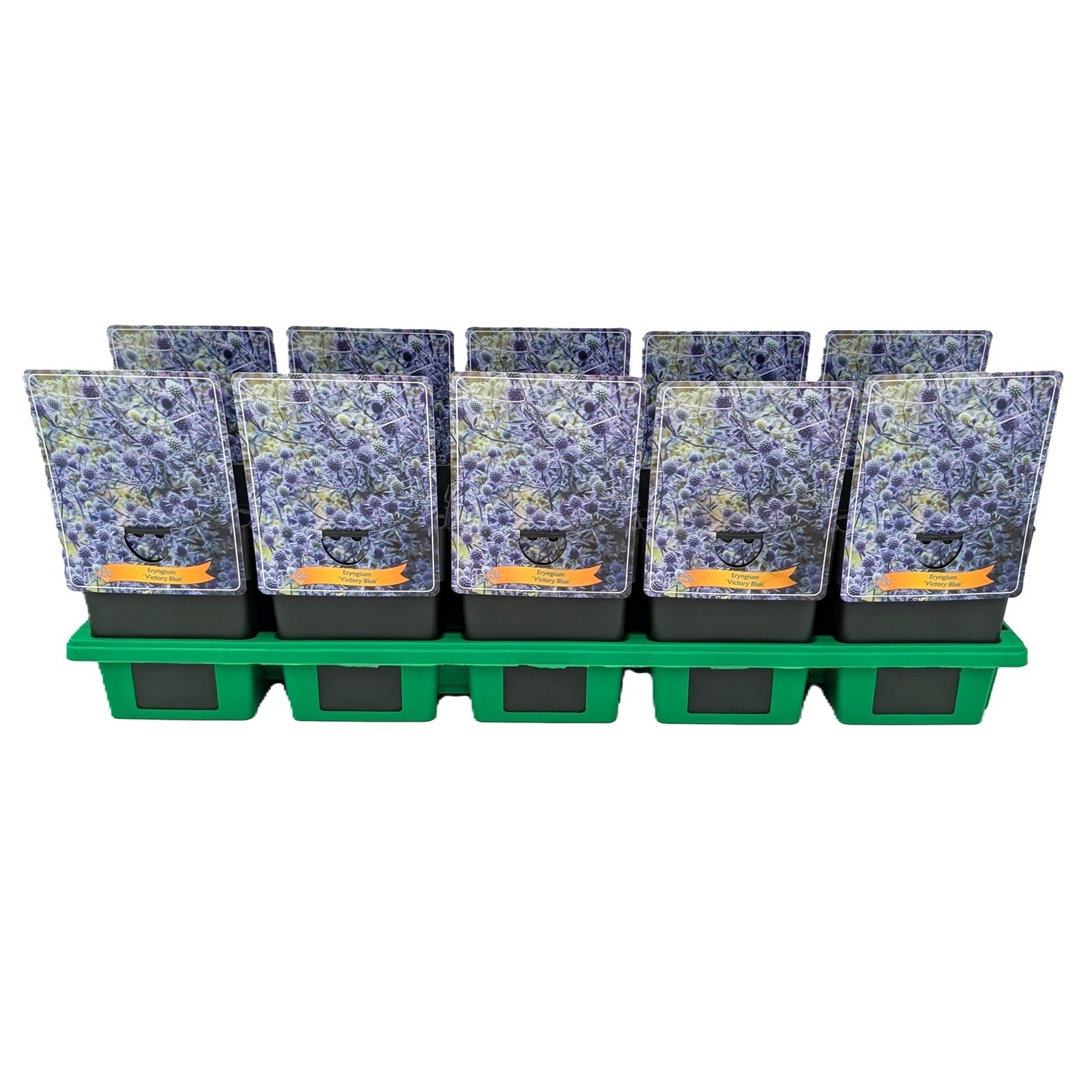 Eryngium 'Victory Blue' P11, D 11