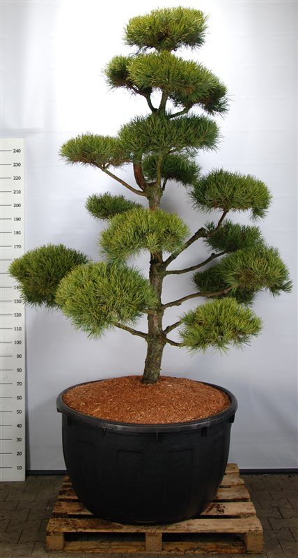 Pinus sylv. 'Norske Typ', D 110