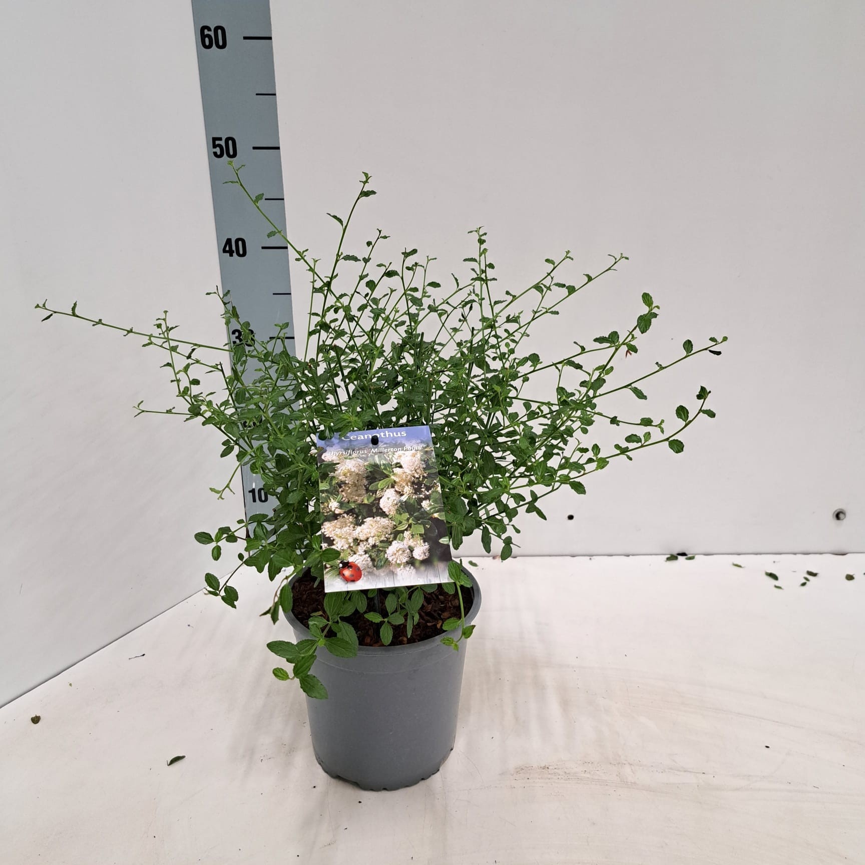 Ceanothus thyr. 'Millerton Point', D 17