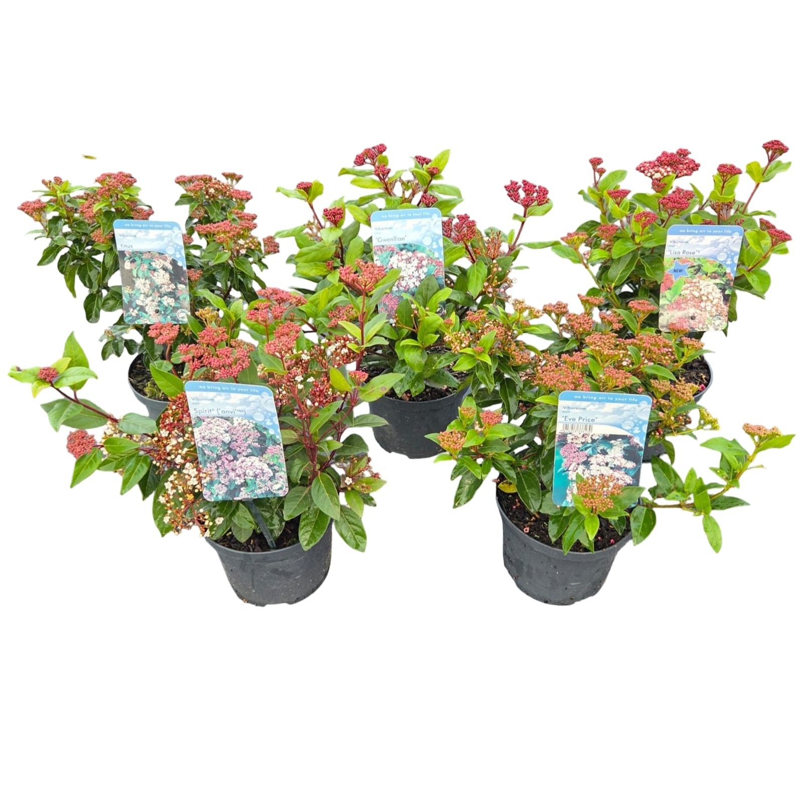 Viburnum tinus Mix, D 17