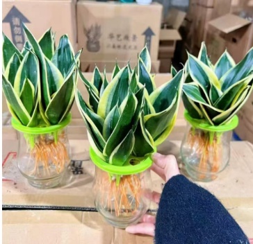 Сансевиерия Премиум Глазе Фулл Гидропоник Каттлейа Орхидея 12圆玻璃杯 12 20