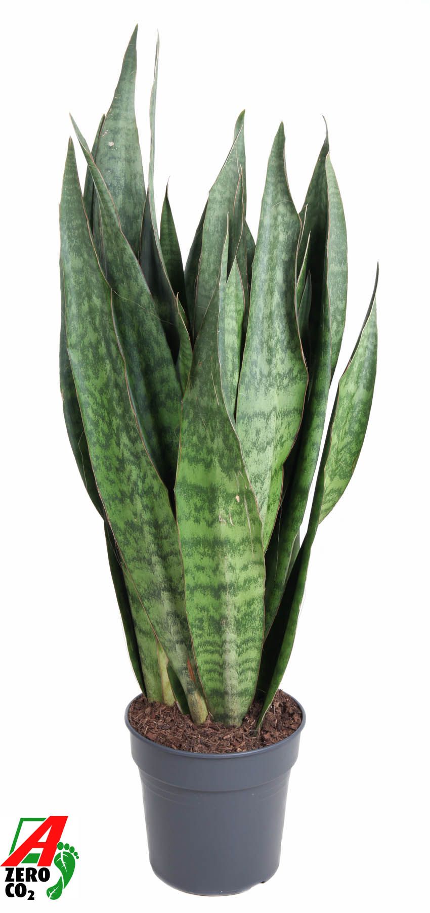 Sansevieria Sauvage P30, D 30
