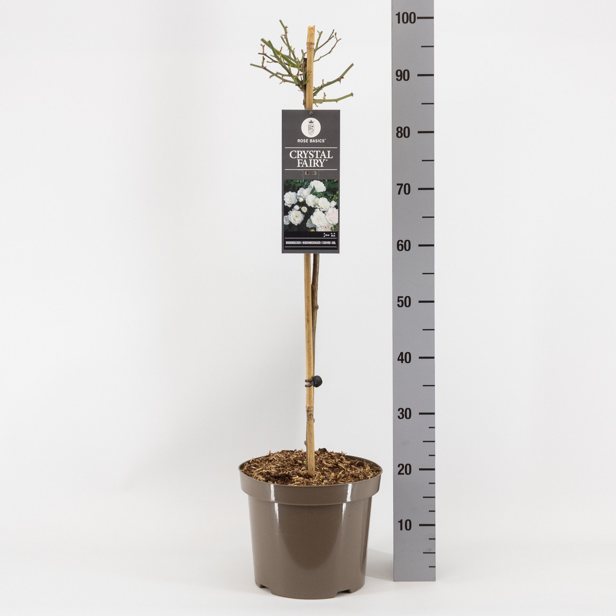 Rosa (P) Crystal Fairy, stam 70, C7.5, D 26 cm