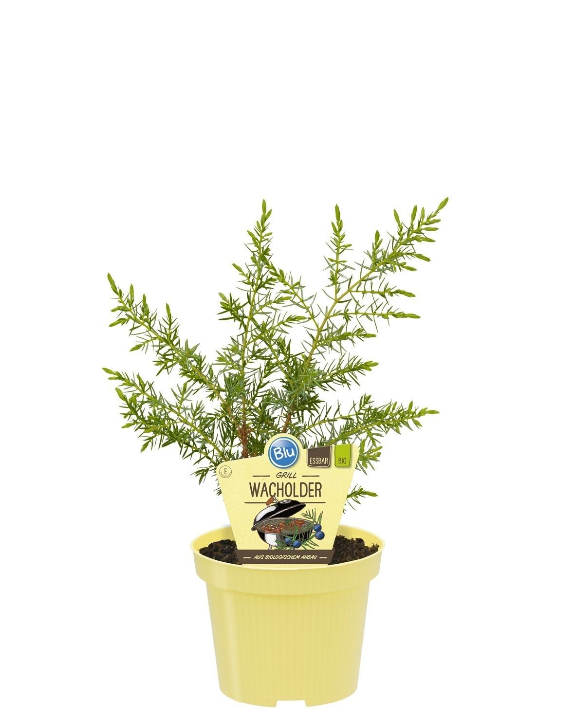 Juniperus communis 'Meyer', D 12