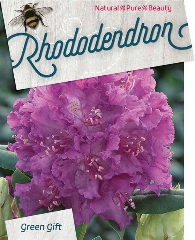 Rhododendron 'Azurro', D 29