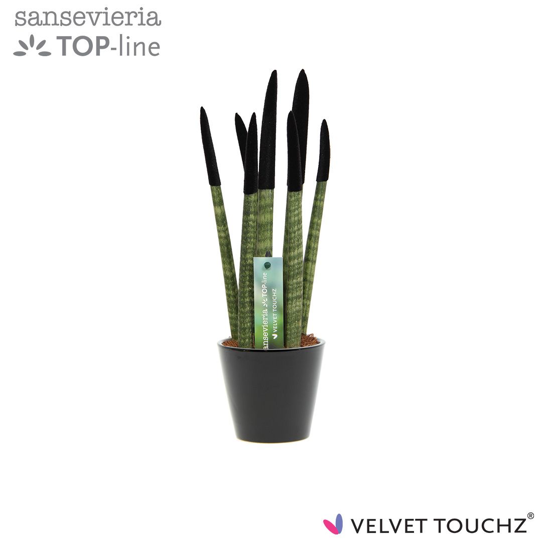 Sansevieria VELVET TOUCHZ® Zwart In keramiek R'dam, D 8,5