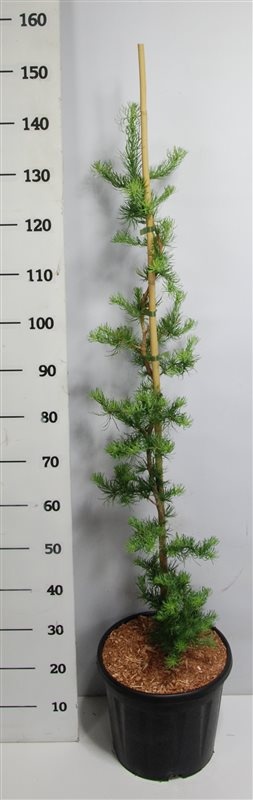 Larix kaempf. 'Diana', D 32