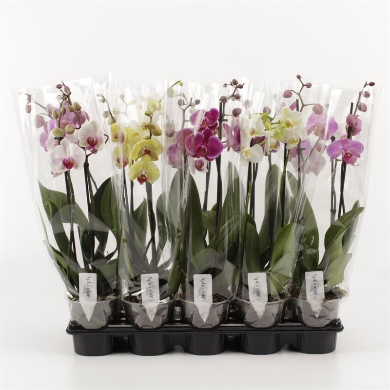 Phalaenopsis gemengd 2 Tak Mix Compact, D 12 cm