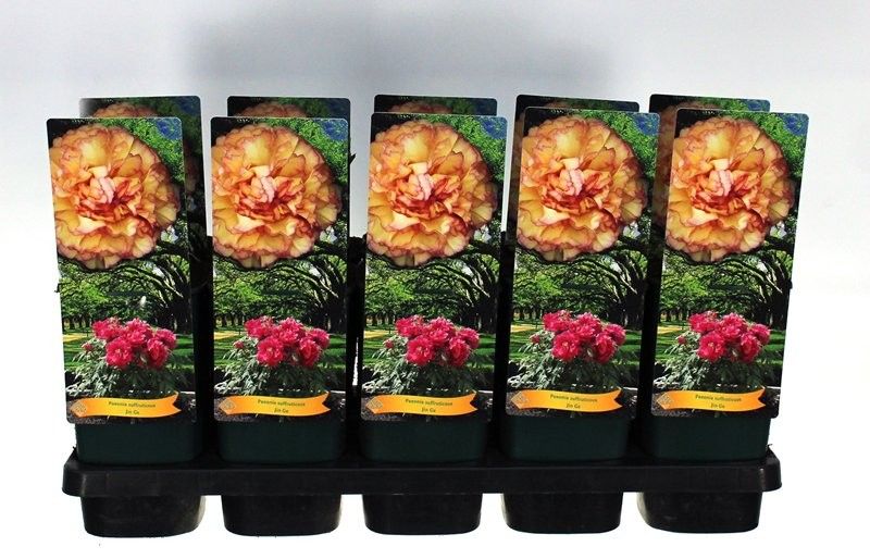 Paeonia Suffruticosa Jin Ge P12 - 1 tak, D 14