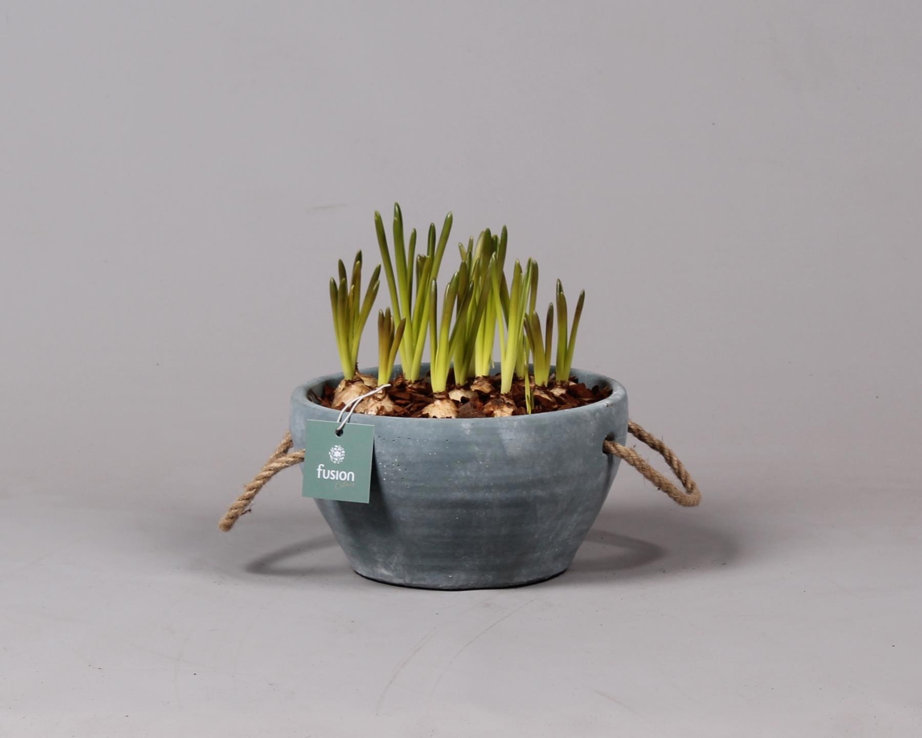 Cement pot met handvaten en Muscari, D 18