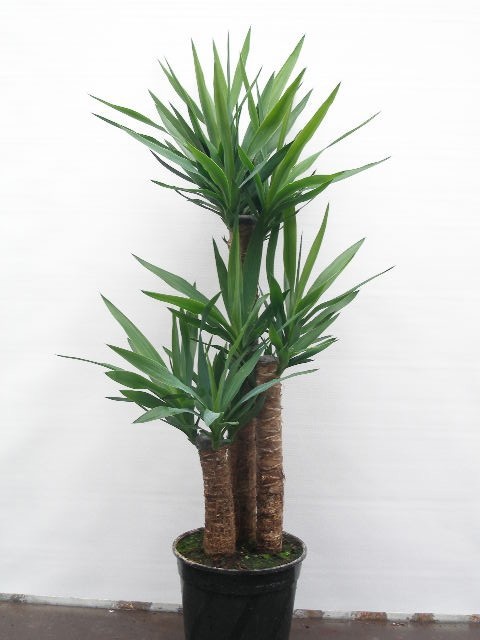 YUCCA ELEPHANTIPES, D 24