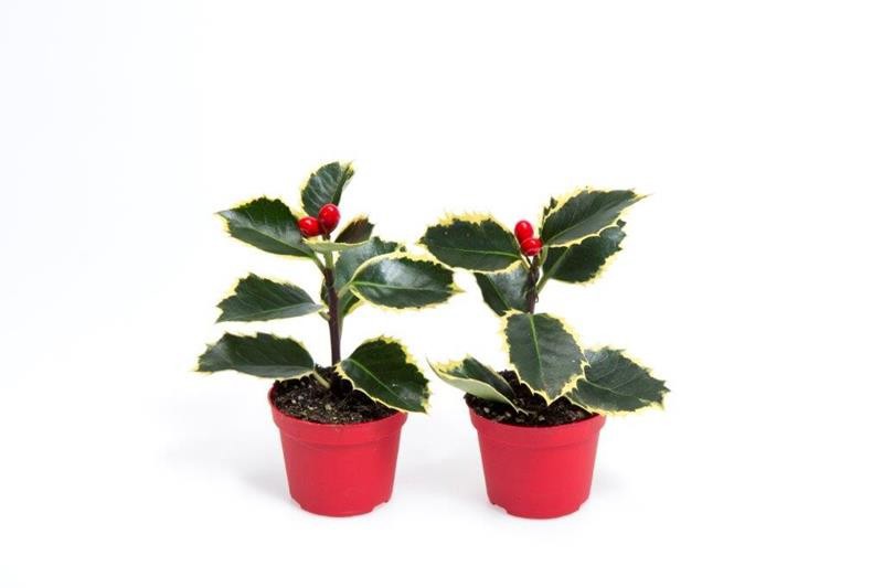 ILEX AQUIFOLIUM VARIEGATED, D 6 cm ILEX AQUIFOLIUM VARIEGATED, D 6 cm