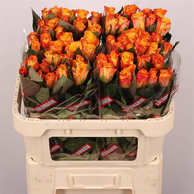 Роза од. Мари Клэр! 70, шт.