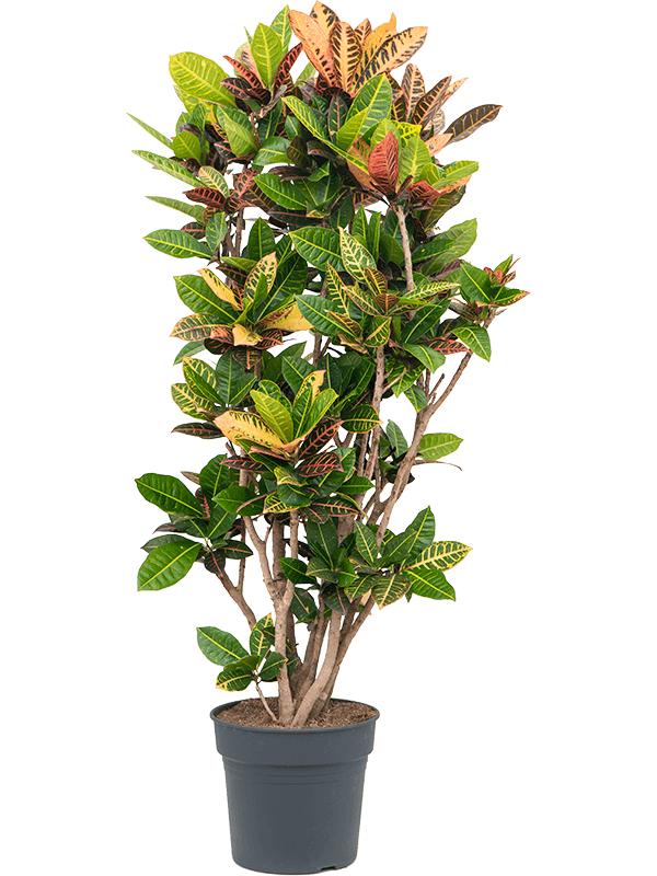 Croton (Codiaeum) variegatum 'Petra', D 34