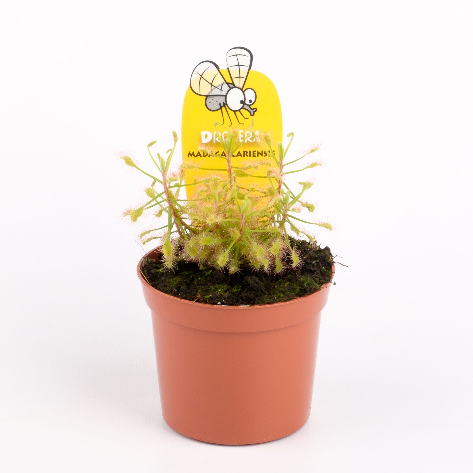 Drosera madagascariensis, D 8,5