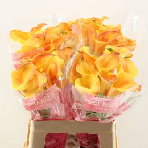 Калла Кэптен Одеон 60, шт.