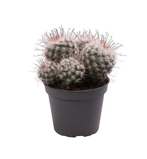 MAMMILLARIA BOMBYCINA, D 6