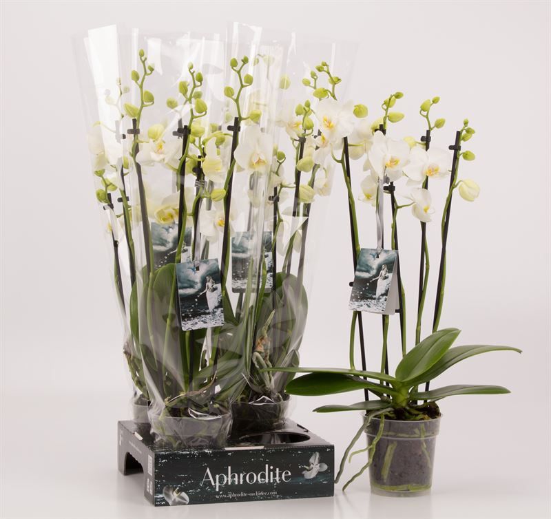 Phalaenopsis overig wit 5 tak wit Goddess, D 12