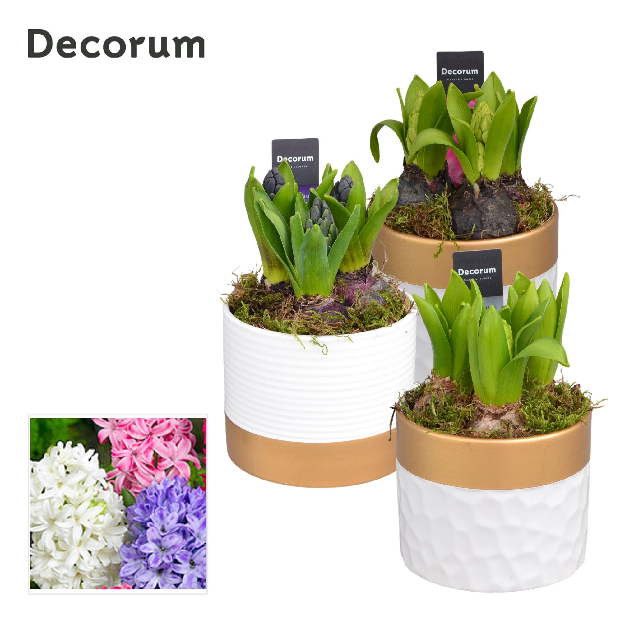 Hyacint Wit Goud Keramiek HL13220 [PURE], D 13