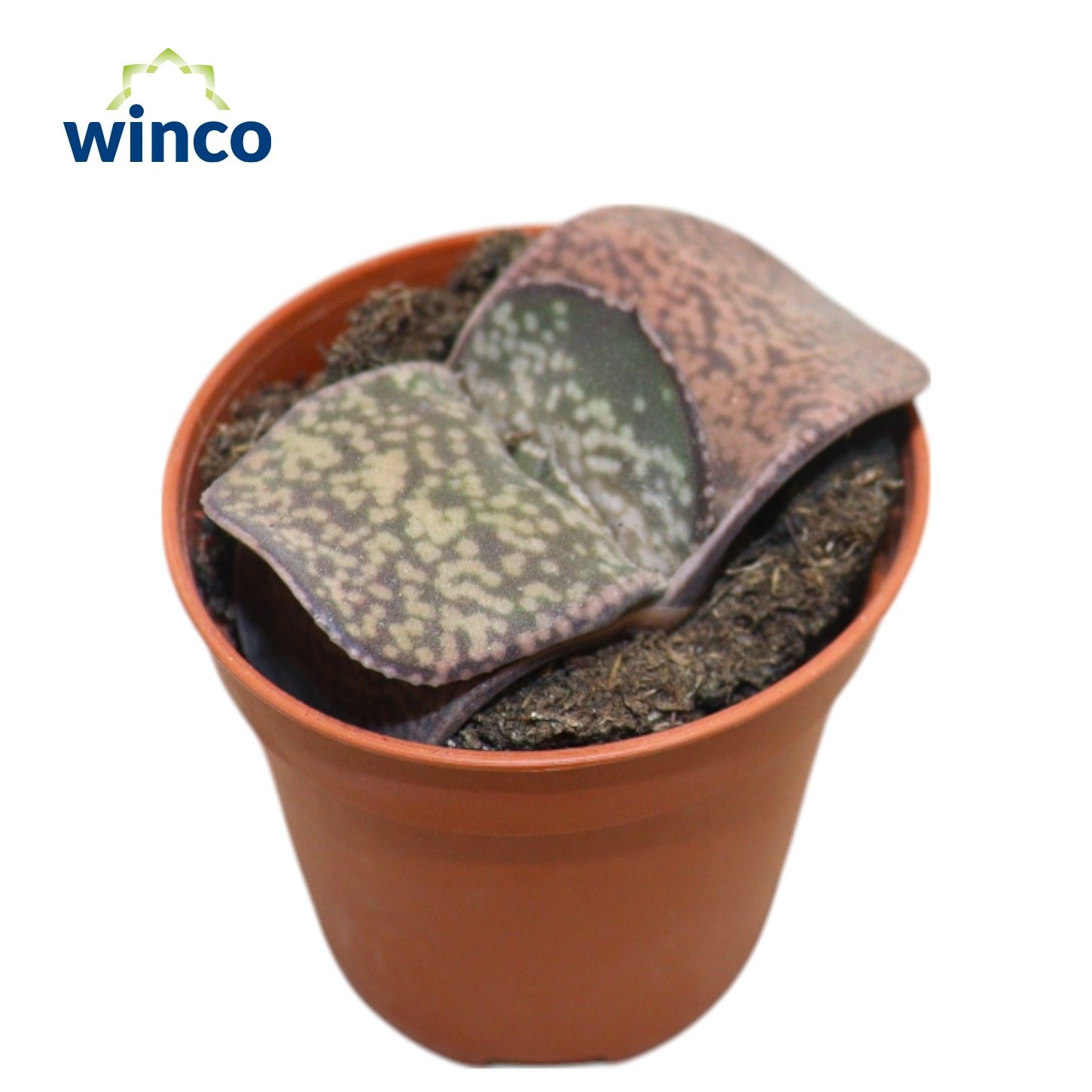 Gasteria Minima, D 5,5 cm