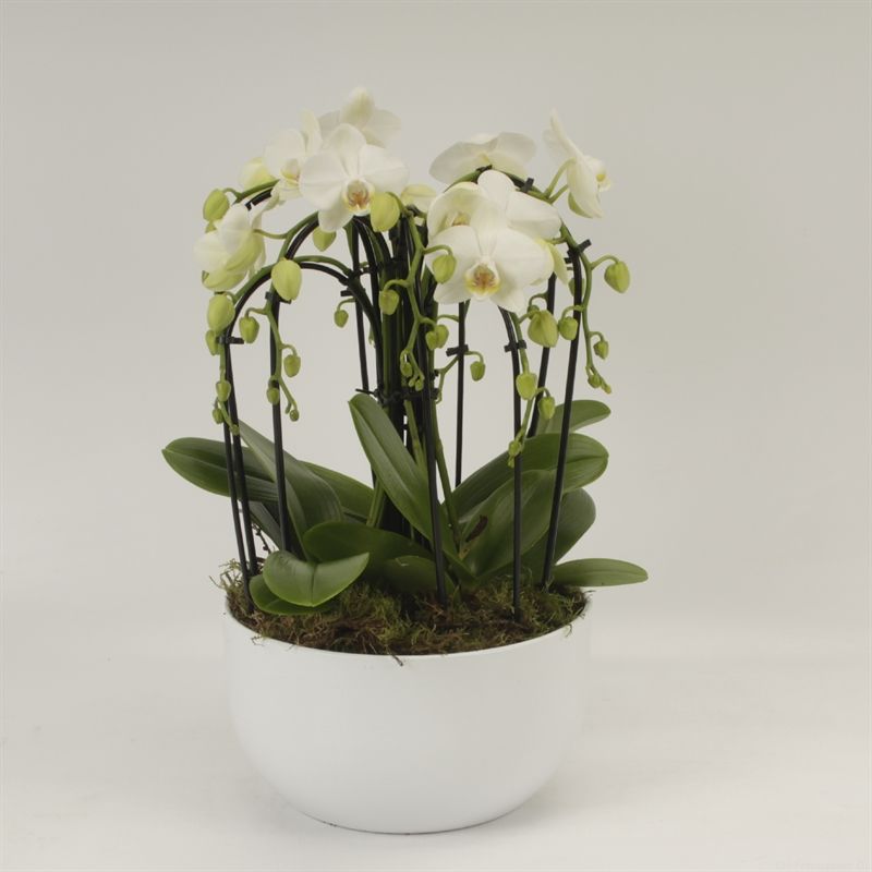 Phalaenopsis Elegant Cascade Sena schaal wit novaboga wit, D 26