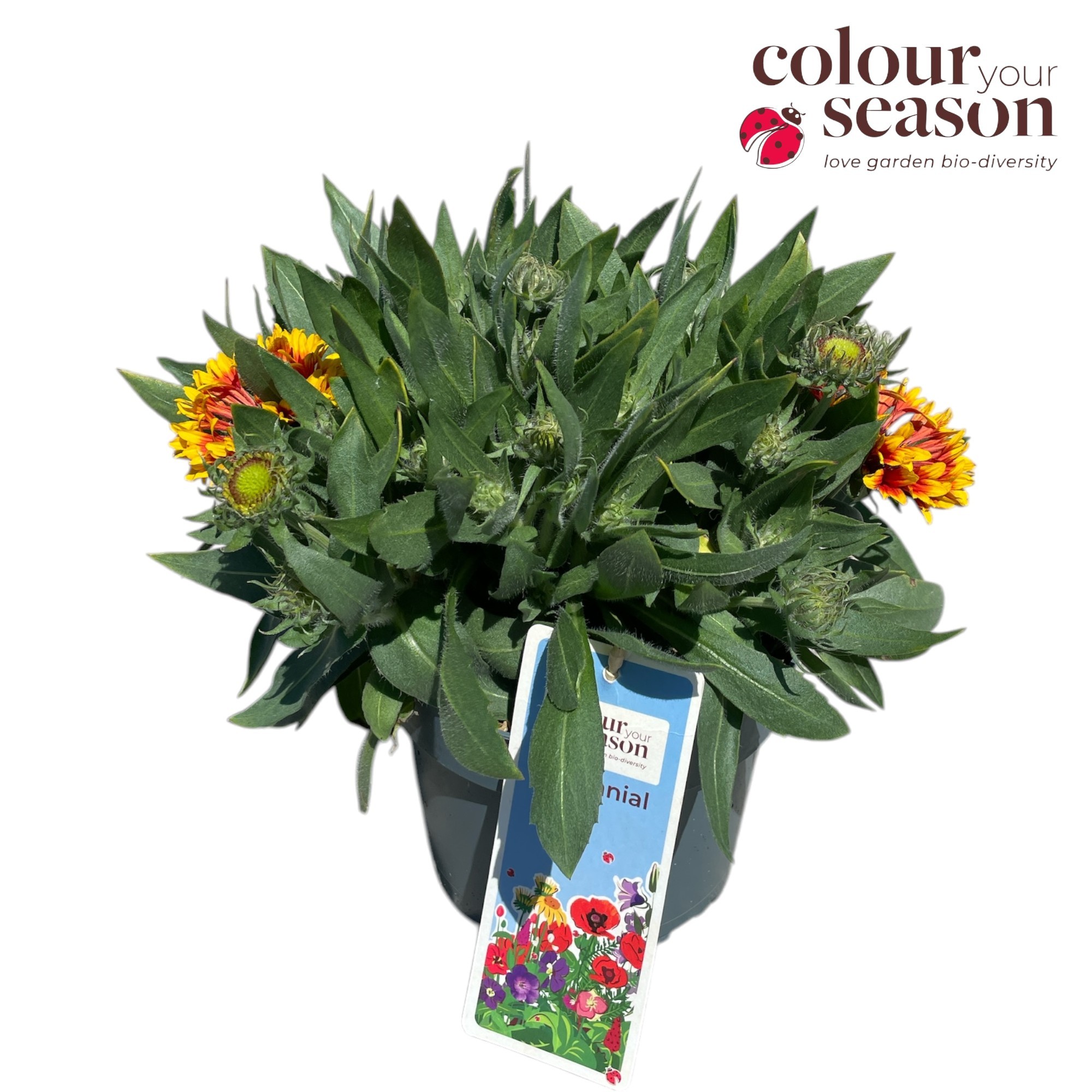 Gaillardia P19, D 19