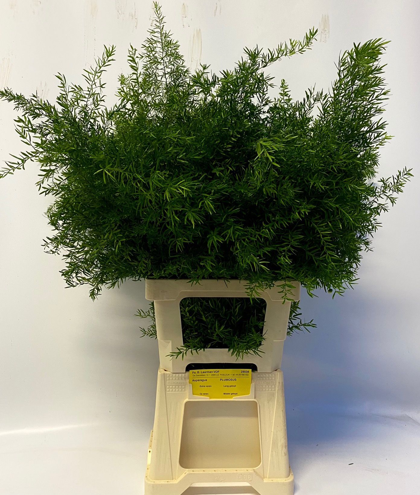 Аспарагус Квебе 70, шт.