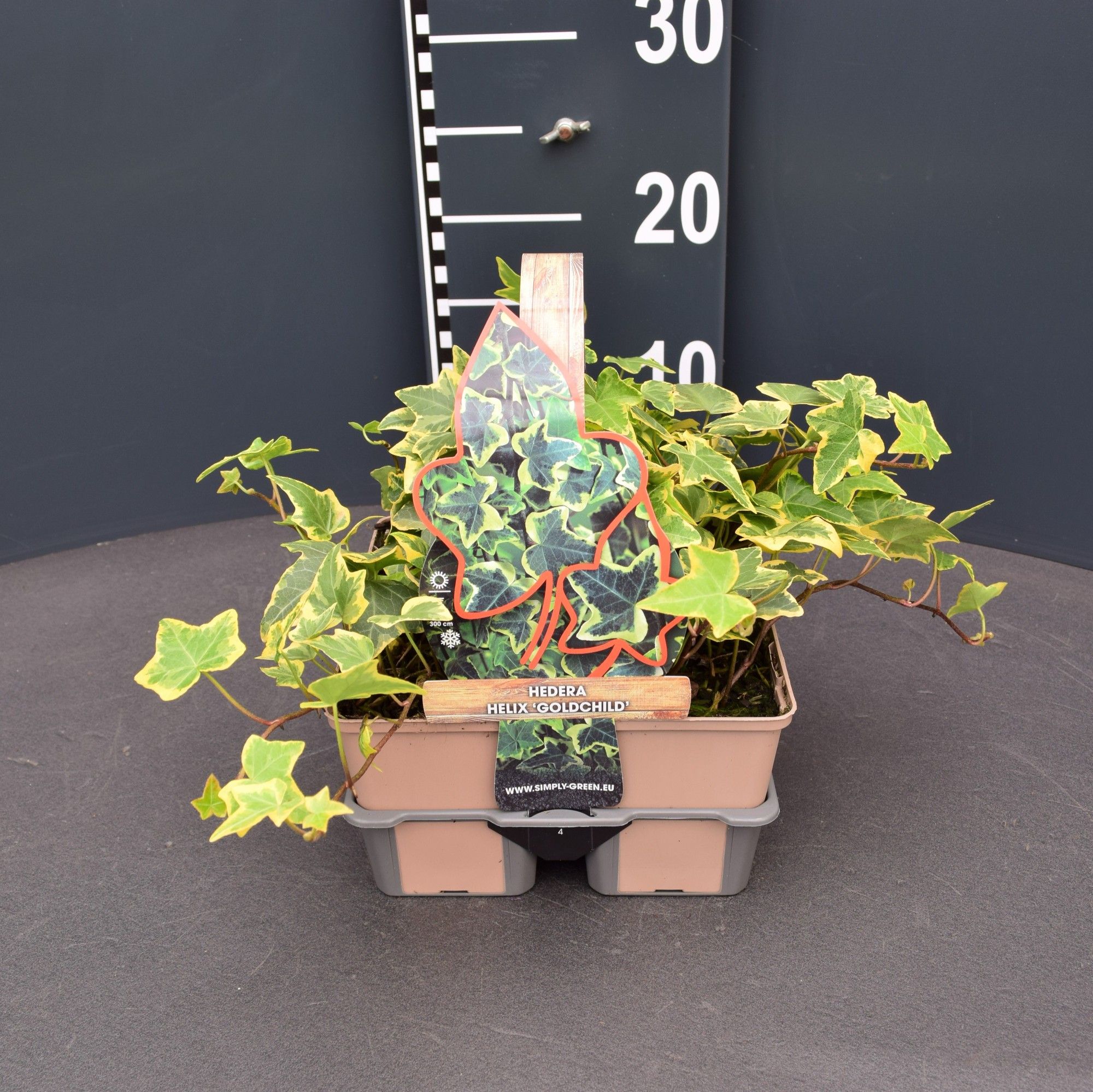 Hedera helix 'Goldchild' (4-pack), D 9