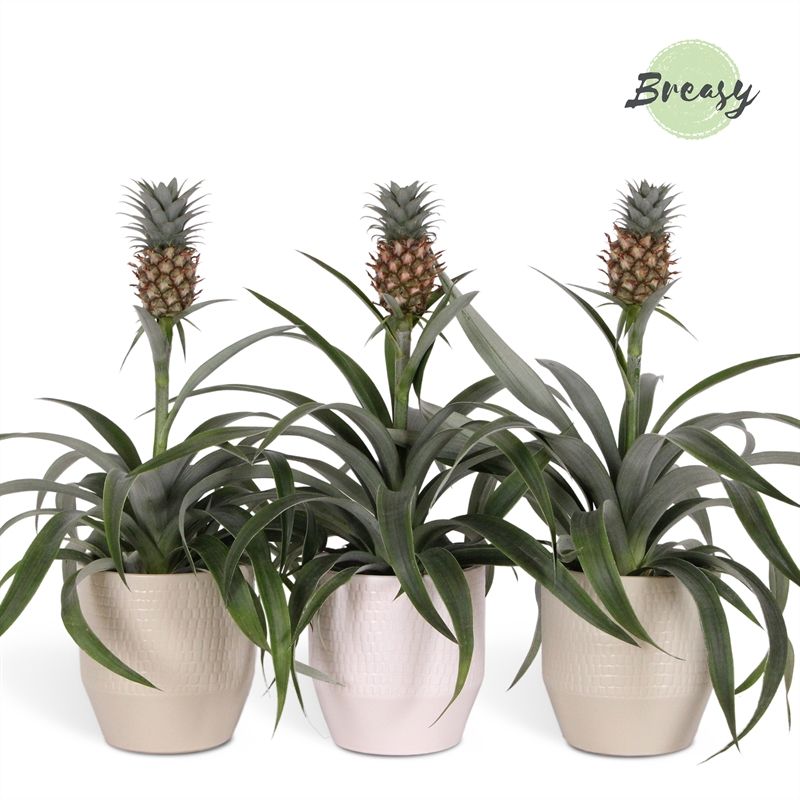 Ananas Mi Amigo - 13cm in Palma | Mimesis, D 13