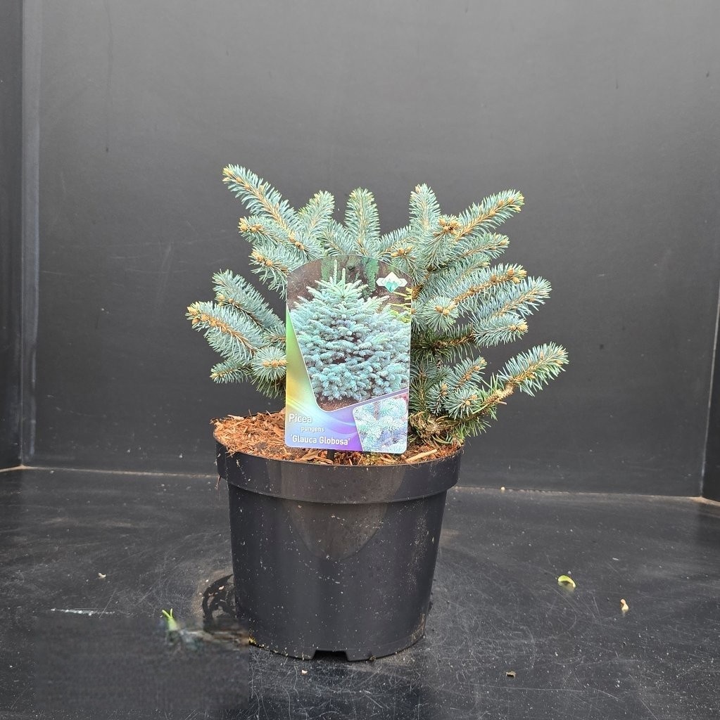 Picea pungens Glauca Globosa, D 23 cm
