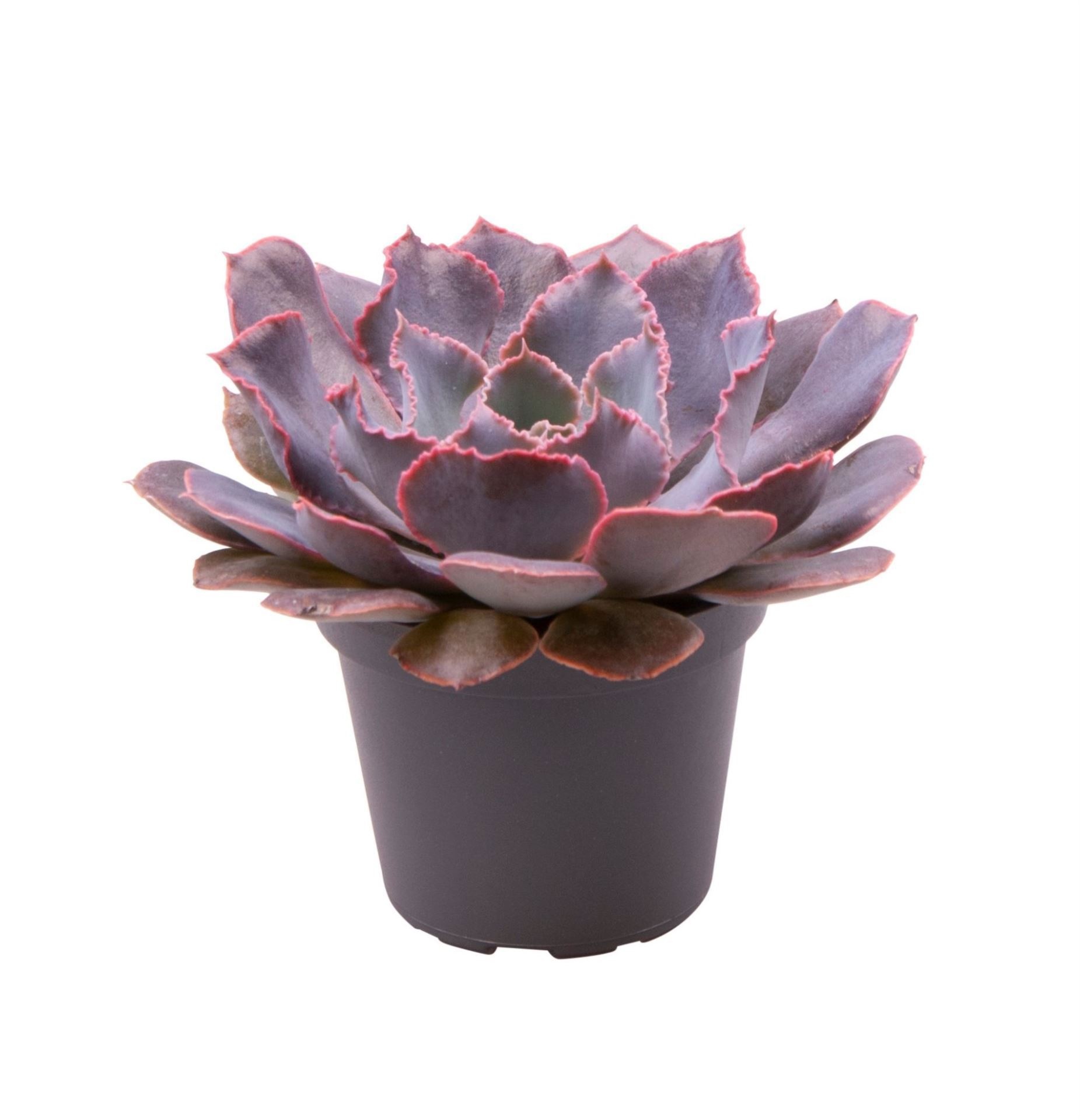 Echeveria Shaviana Pink Frills, D 6