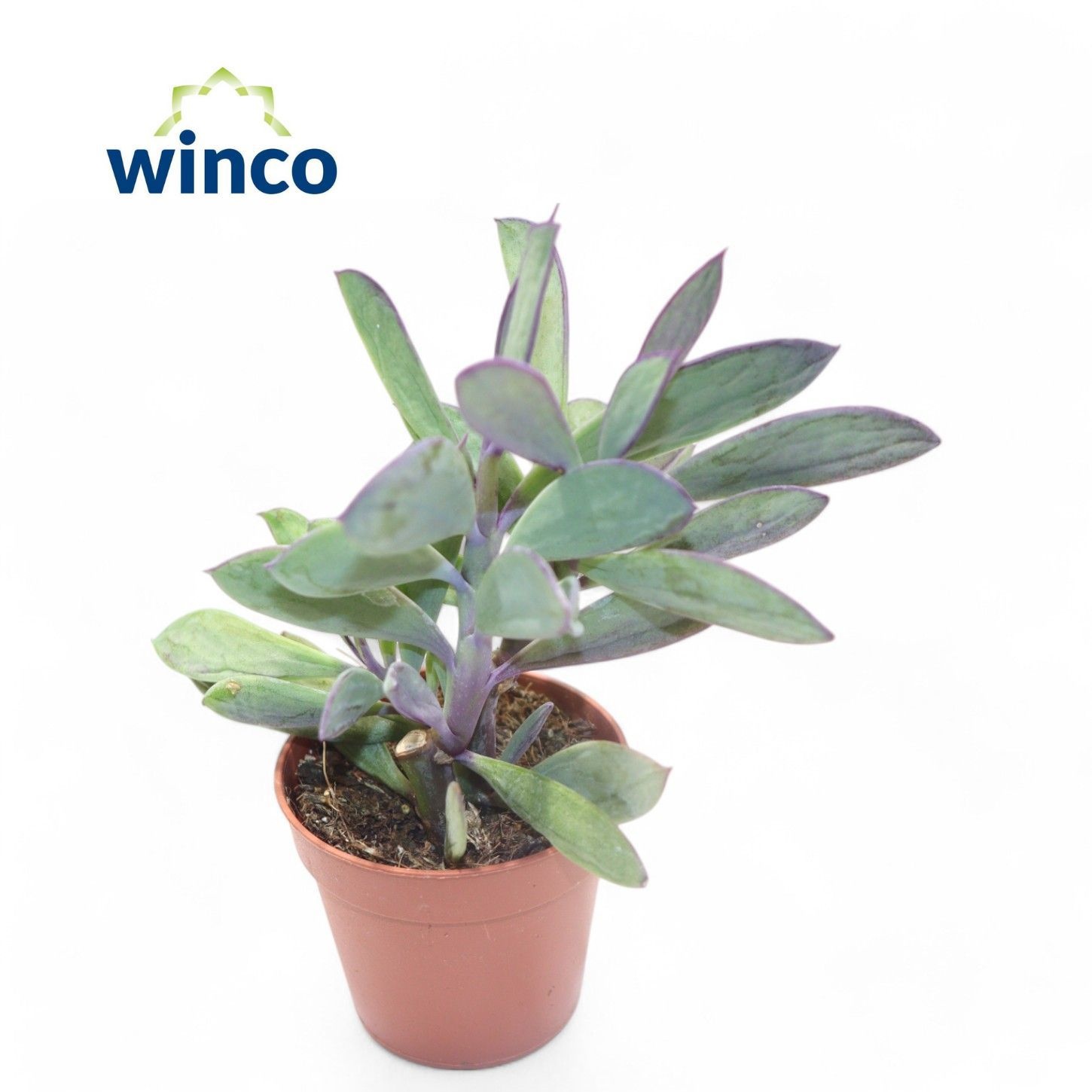 Senecio Crassisimus, D 5,5 cm