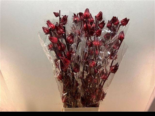 Гибискус Элен Рэд 90, шт.