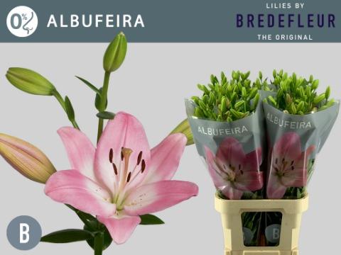 Лилия Альбуфейра 90, шт.
