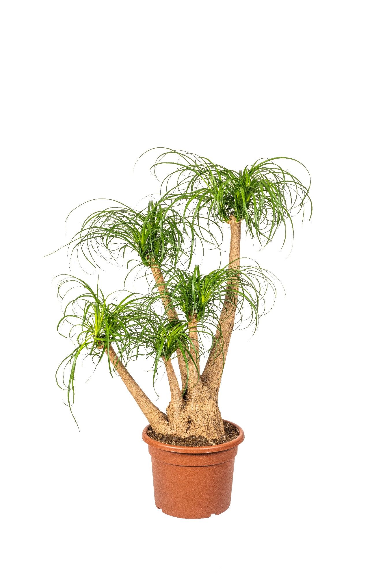 Beaucarnea verzweigt T37, D 37