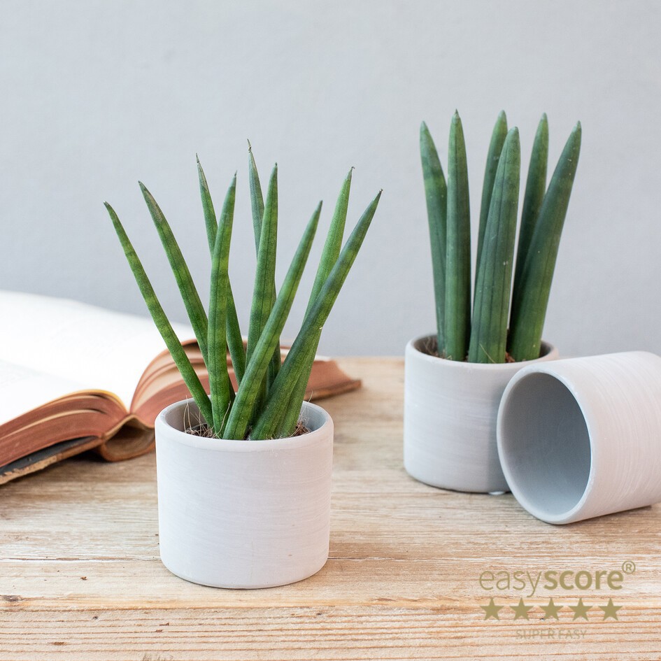 GREEN MIX 3061800 Raw grey creations, D 6 cm