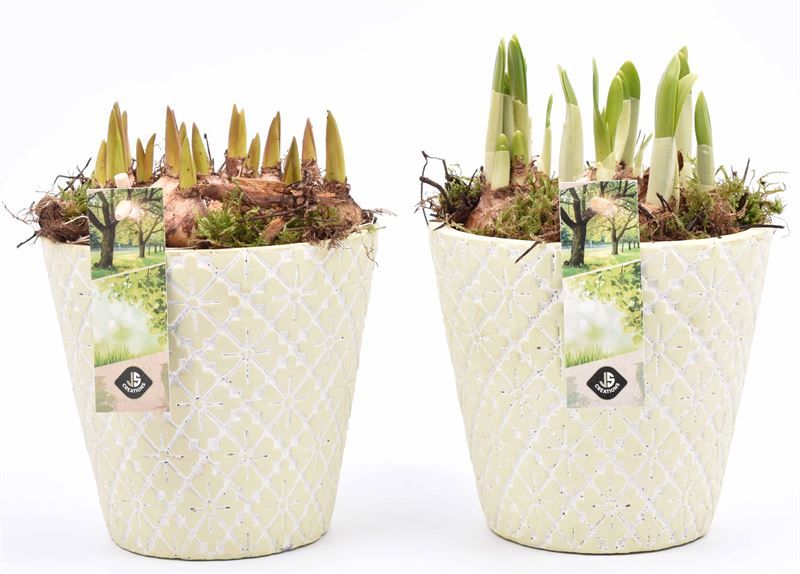 Cement pot l.groen 14cm, D 14