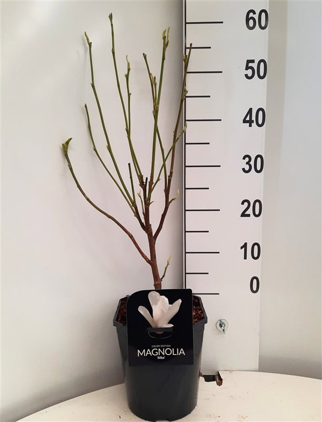 Magnolia Alba®, D 21