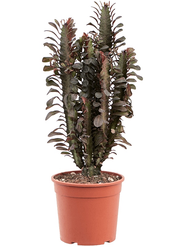 Euphorbia trigona 'Rubra', D 19