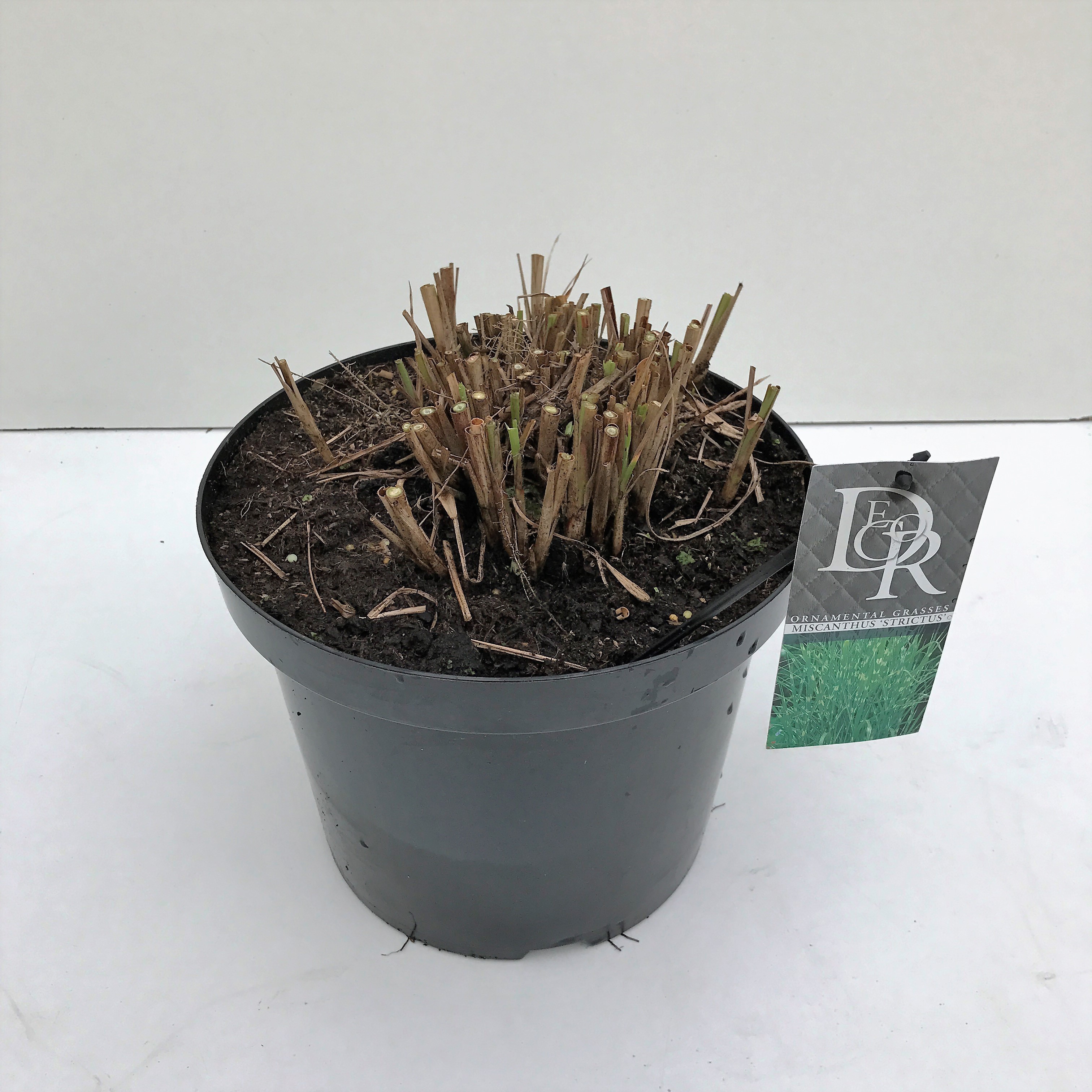 Miscanthus 'Strictus', D 29