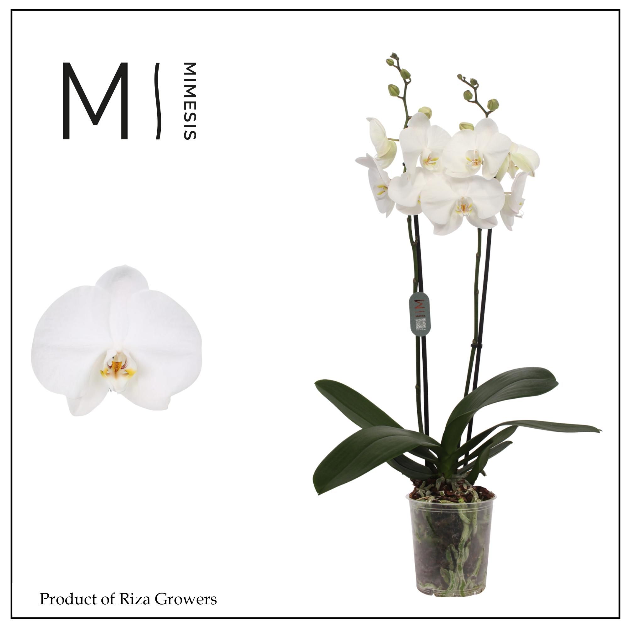 Phalaenopsis Ural 2 spike - 12cm | Mimesis, D 12 cm