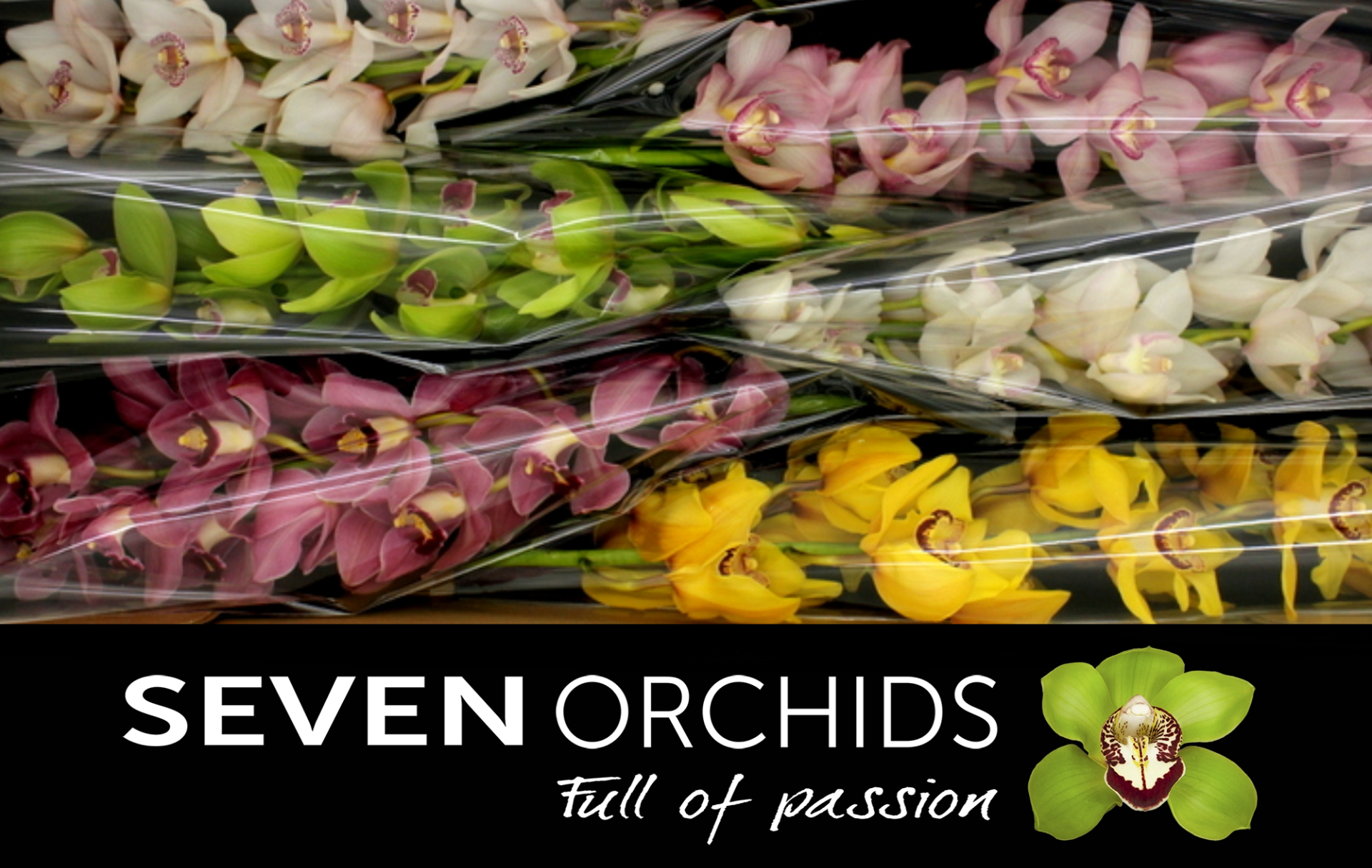 Цимбидиум Микс 80 x6, шт.