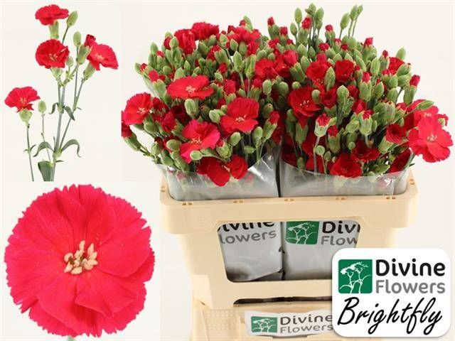 Диантус куст. Соландис Брайтфлай, шт.