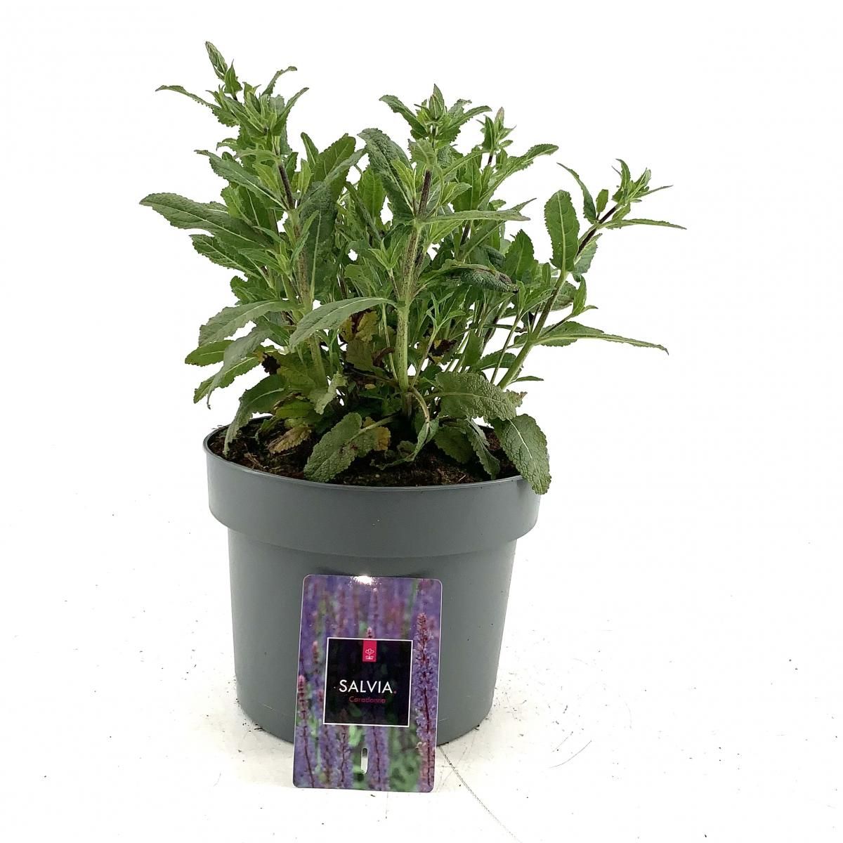 Salvia nem. 'Caradonna', D 23