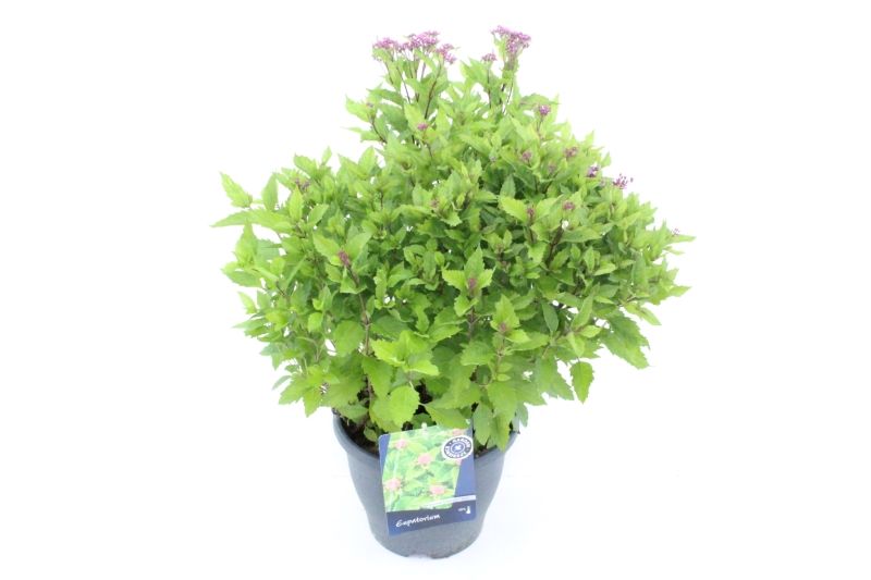 Eupatorium purp. Ruby, D 23