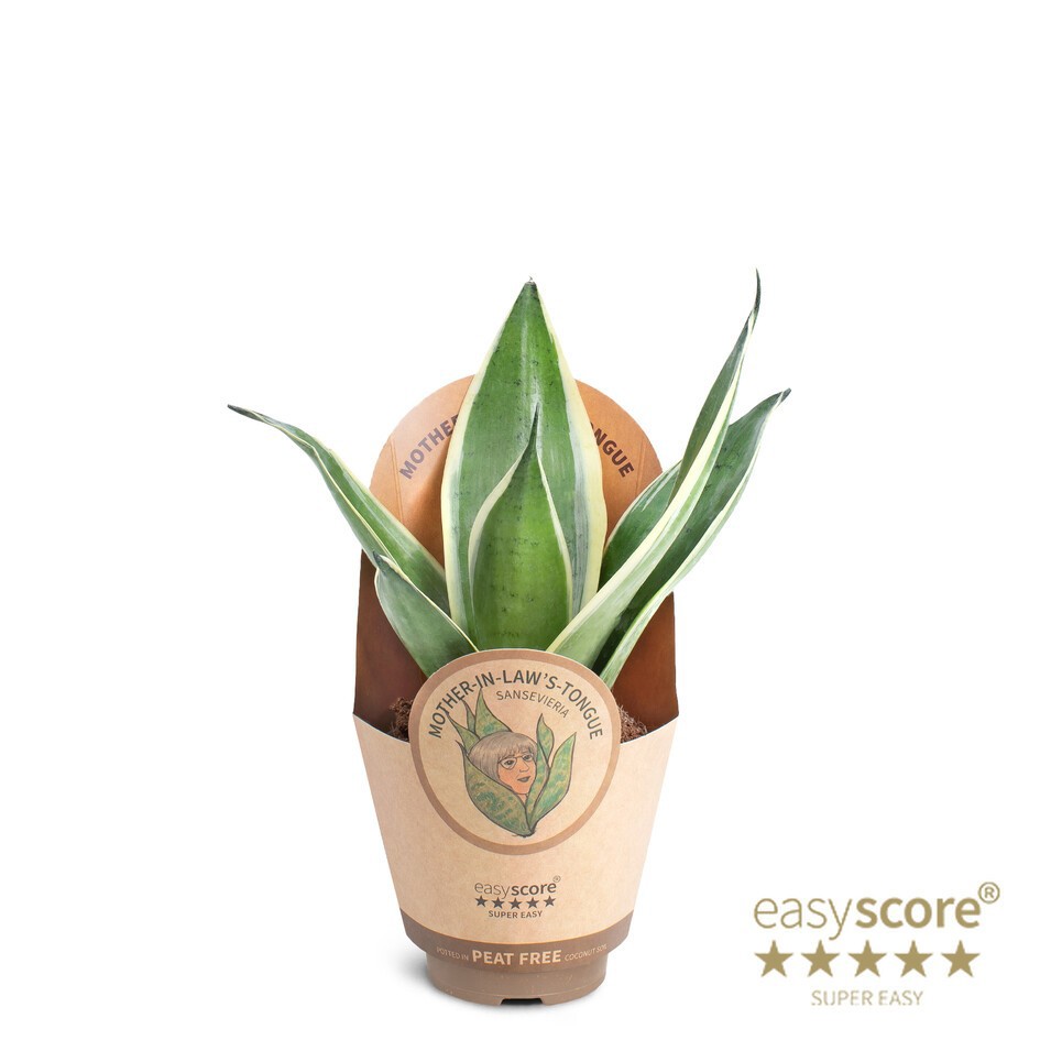 SANSEVIERIA TRIFASCIATA 'Silver', D 9