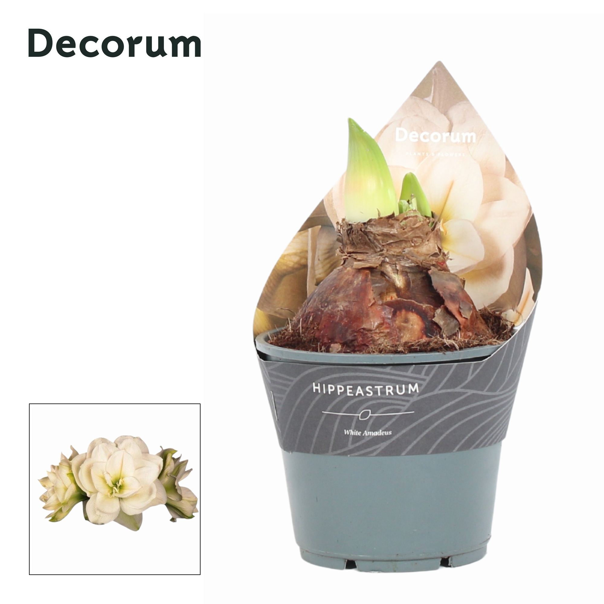 Amaryllis White Amadeus 2 Knop EXTRA OP (Decorum), D 14