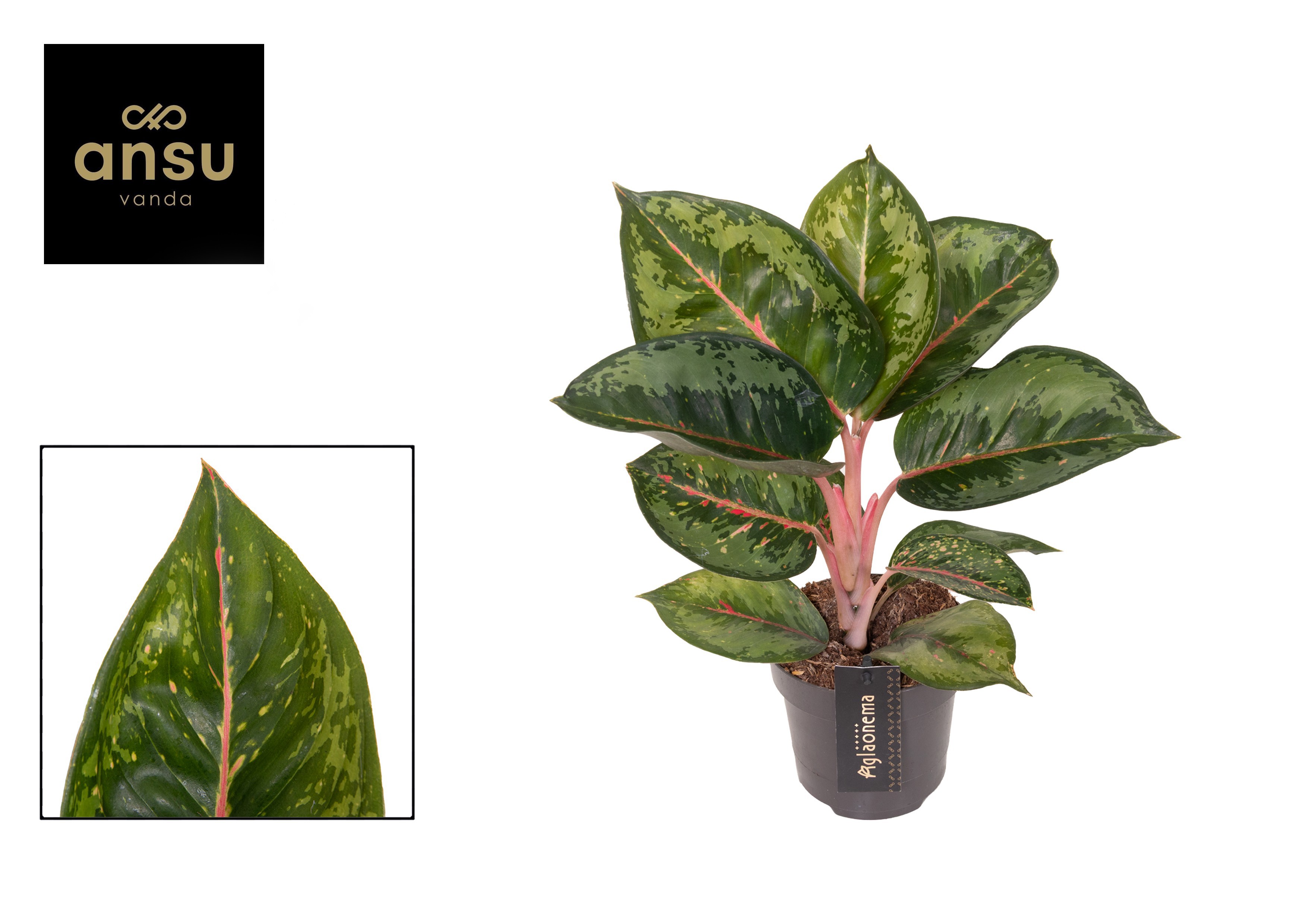 Aglaonema Camo Rubina, D 12